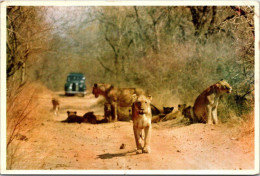 Pride Of Lions, Kruger National Park, South-Africa - Lions