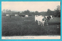 * Ronse - Renaix (Oost Vlaanderen) * (L. Massez Meert) Institut Des Soeurs De La Miséricorde, La Prairie, Vache, Cow Koe - Renaix - Ronse