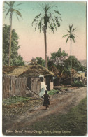 Palm Birds Nests - Congo Town - Sierra Leone - Sierra Leone