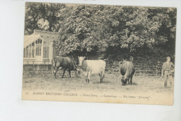 ROYAUME UNI - ENGLAND - CANTERBURY - MARIST BROTHERS' COLLEGE - Grove Ferry - Nos Bonnes "Jerseynes " (vaches) - Canterbury