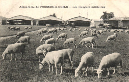 TOUSSUS LE NOBLE, AERODROME, MILITARY HANGARS, SHEEP, FRANCE - Toussus Le Noble