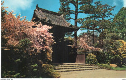 POSTAL    SAN FRANCISCO  -CALIFORNIA  -ORIENTAL TEA GARDEN - San Francisco