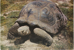 TORTUE  ECUADOR- GALAPAGOS - Tortugas