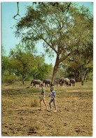 Elephants - Luangwa Valley Natioanl Park - Zambia