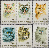 ROUMANIE - Chats - Nuovi