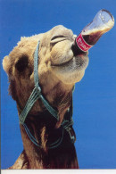 Postcard ( A Camel Drinking Coca-cola) // Carte Postale ( Un  Chameau Buvant Du Coca-cola ) - Postkaarten