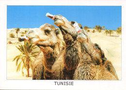 Postcard (camels Drinking Coca-cola) // Carte Postale ( Chameaux Buvant Du Coca-cola ) - Cartoline