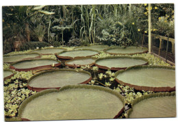Kew - Royal Botanic Gardens - Victoria Amazonica - London Suburbs