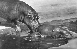 FAUNE AFRICAINE MAMAN ET BEBE HIPPOPOTAME - Hippopotamuses