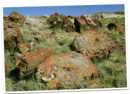 Petridied Forest - National Monument - Arizona - Altri & Non Classificati