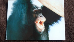 CPM SINGE CHIMPANZE PUERTO DE LA CRUZ TENERIFE LORO PARQUE ZOO - Singes