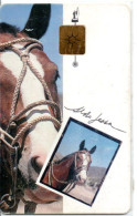 Cheval Horse Animal  Télécarte Argentine Phonecard  Telefonkarte (1198) - Argentinien