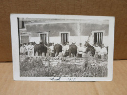 AUCH (32) Carte Photo Guerre 1914-18 Entretien Des Chevaux - Auch