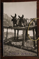 Photo 1914 Haute Savoie Le Bornand Mules Animaux Alpes Tirage Print Vintage Montagne - Orte