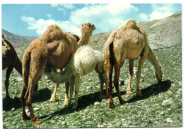 Camel At Jordan Desert - Jordan - Jordanie