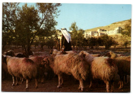 A Shepherd In Jordan - Jordanie