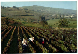 Vendangeurs Et Vendangeuses En Layottes Dans Un Beau Décor Bourguignon - Bourgogne