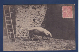 CPA 1 Euro Animaux Cochon Pig Prix De Départ 1 Euro Circulé - Varkens