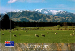 22-10-2023 (5 U 2) New Zealand - Canterbury (sheep Grazing) - Nouvelle-Zélande