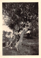 23-3674 :  ARBRE REMARQUABLE. TROGNE. ENFANTS GRIMPES DANS LE COEUR DE L'ARBRE. PHOTO 9 CM X 6 CM - Arbres