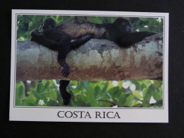 COSTA RICA - SINGE HURLEUR / HOWLER MONKEY - Costa Rica