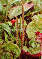 Plantago Major - Broadleaf Plantain - Medicinal Plants - 1977 - Russia USSR - Unused - Piante Medicinali