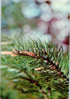 Pinus Sylvestris - Baltic Pine - Medicinal Plants - 1977 - Russia USSR - Unused - Plantas Medicinales