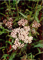 Achillea Millefolium - Yarrow - Medicinal Plants - 1977 - Russia USSR - Unused - Plantas Medicinales