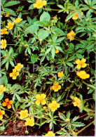 Potentilla Erecta - Common Tormentil - Medicinal Plants - 1977 - Russia USSR - Unused - Medicinal Plants