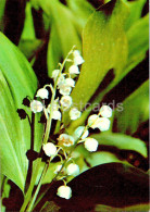 Convallaria Majalis - Lily Of The Valley - Medicinal Plants - 1977 - Russia USSR - Unused - Piante Medicinali