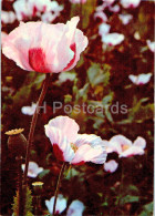 Papaver Somniferum - Poppy - Medicinal Plants - 1977 - Russia USSR - Unused - Plantes Médicinales