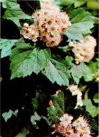 Crataegus Sanguinea - Redhaw Hawthorn - Medicinal Plants - 1977 - Russia USSR - Unused - Plantes Médicinales