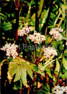 Valeriana Officinalis - Valerian - Medicinal Plants - 1977 - Russia USSR - Unused - Heilpflanzen