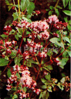 Origanum Vulgare - Oregano - Medicinal Plants - 1977 - Russia USSR - Unused - Medicinal Plants