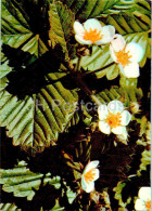 Fragaria Vesca - Wild Strawberry - Medicinal Plants - 1977 - Russia USSR - Unused - Geneeskrachtige Planten