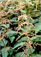 Urtica Dioica - Common Nettle - Medicinal Plants - 1977 - Russia USSR - Unused - Heilpflanzen