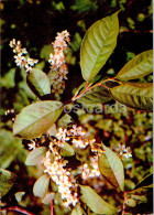 Padus Racemosa - Bird Cherry - Medicinal Plants - 1977 - Russia USSR - Unused - Geneeskrachtige Planten