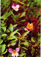 Viola Tricolor - Wild Pansy - Medicinal Plants - 1977 - Russia USSR - Unused - Heilpflanzen