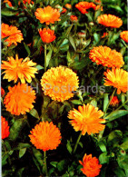 Calendula Officinalis - Pot Marigold - Medicinal Plants - 1977 - Russia USSR - Unused - Geneeskrachtige Planten