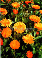 Calendula Officinalis - Pot Marigold - Medicinal Plants - 1977 - Russia USSR - Unused - Plantes Médicinales