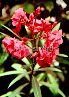 Nerium Oleander - Oleander - Medicinal Plants - 1977 - Russia USSR - Unused - Plantas Medicinales