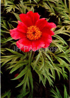 Paeonia Anomala - Peony - Medicinal Plants - 1977 - Russia USSR - Unused - Medicinal Plants