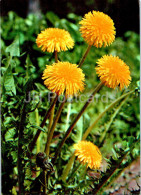 Taraxacum Officinale - Dandelion - Medicinal Plants - 1977 - Russia USSR - Unused - Plantas Medicinales