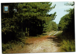 Essen - Zicht In Het Wandelbos - Essen