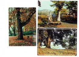 Lot 3 Cpm - Arbre - Foret Fontainebleau - Route De Sully Chenes - Arbres