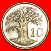 * GREAT BRITAIN (1980-1999): ZIMBABWE  10 CENTS 1994 BAOBAB MINT LUSTRE!· LOW START · NO RESERVE! - Simbabwe