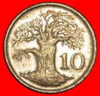 * GREAT BRITAIN (1980-1999): ZIMBABWE  10 CENTS 1997 BAOBAB! · LOW START · NO RESERVE! - Zimbabwe