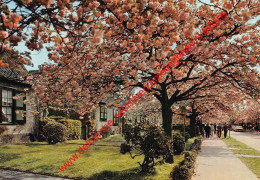 Le Logis - Cerisiers En Fleurs - Watermaal-Bosvoorde - Watermael-Boitsfort - Watermael-Boitsfort - Watermaal-Bosvoorde