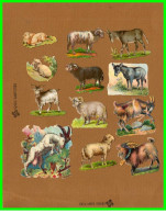Douze Chromos Découpis Anes Moutons Belier Chévre (recto Verso) - Animali