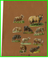 Dix Chromos Découpis 8 Moutons /1 Vache 1 Ane (recto Verso) - Dieren